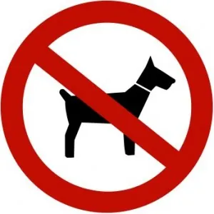 no dog